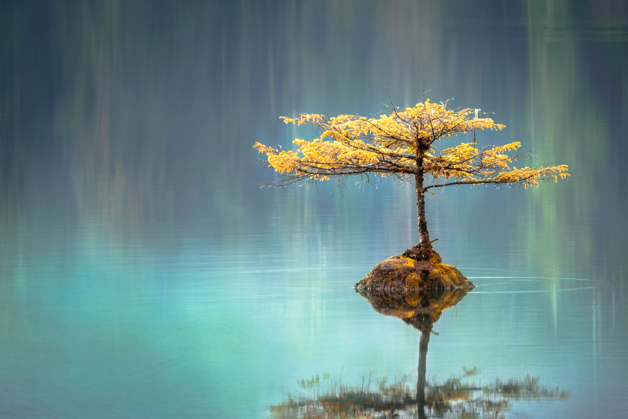 tree reflection